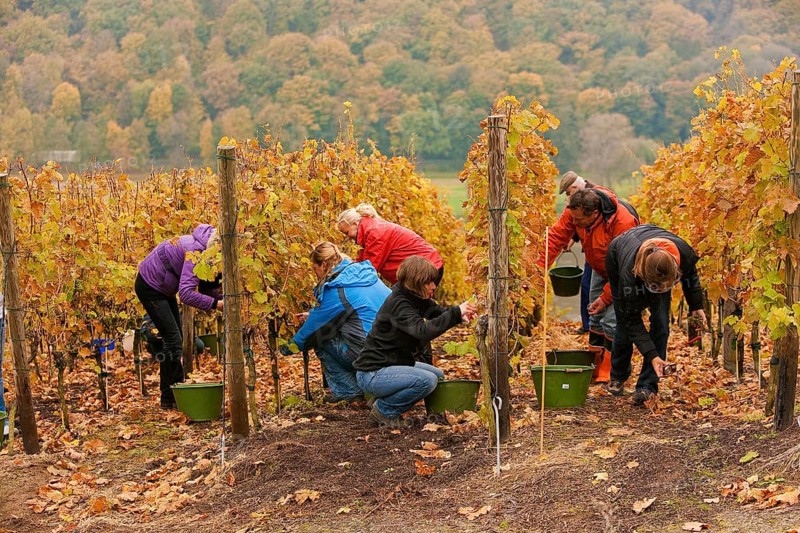Grape grape harvest in the vineyard, Rote Presse