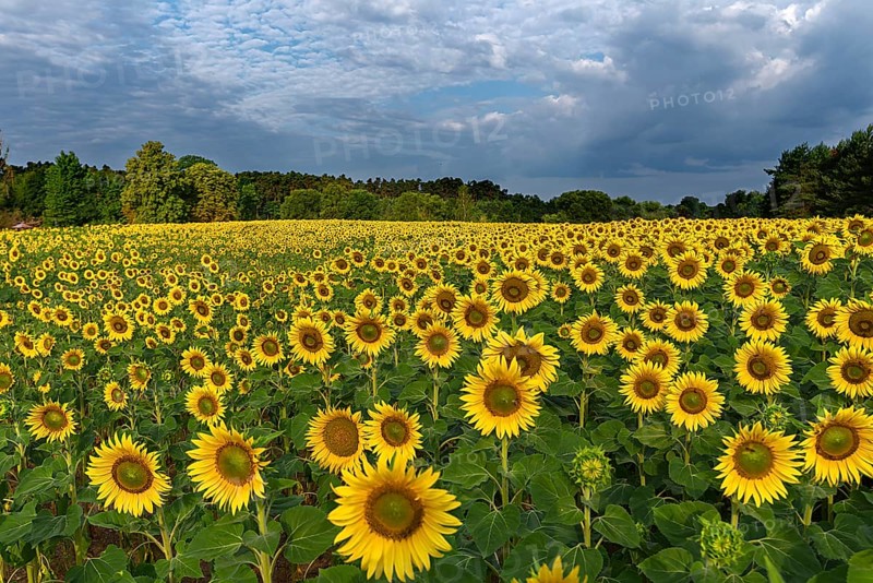 Sunflower (Helianthus annuus) field in the morning, Franconia, Bavaria, Germany, Europe