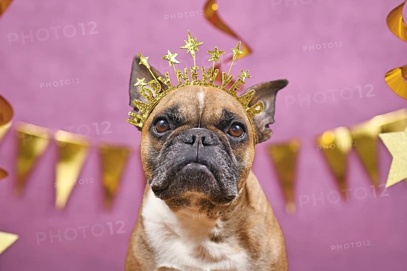 French Bulldog dog wearing New Year's Eve part headband with text 'Happy new year' in front of pink background