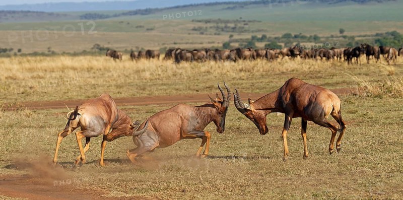 Battle of three Topi lechwe bulls, Maasai Mara Game Reserve, Kenya, Africa