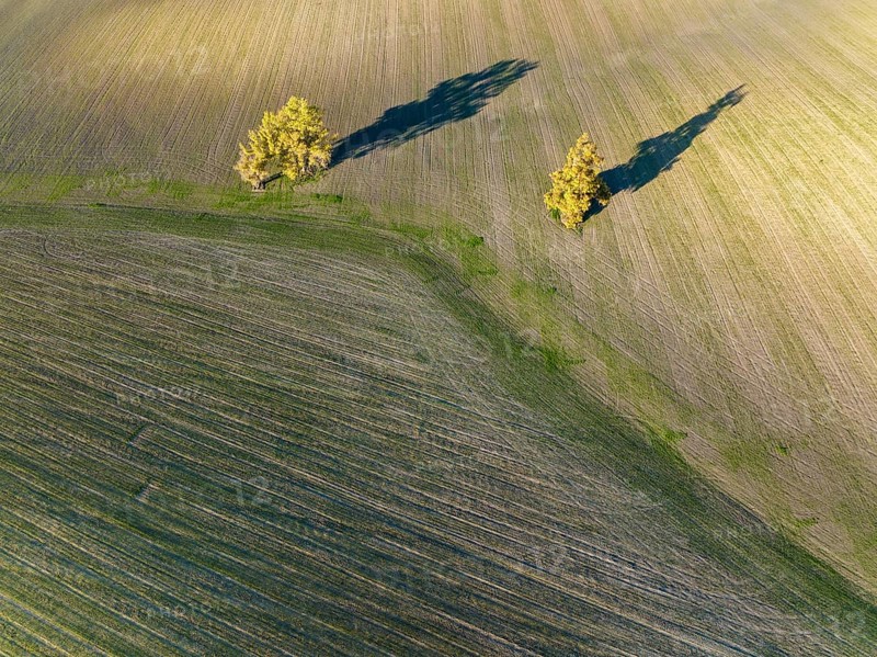 Cultivated fields in winter in the Campiña Cordobesa, the fertile rural area south of the town of Córdoba, aerial view, drone shot, Córdoba province, Andalusia, Spain, Europe