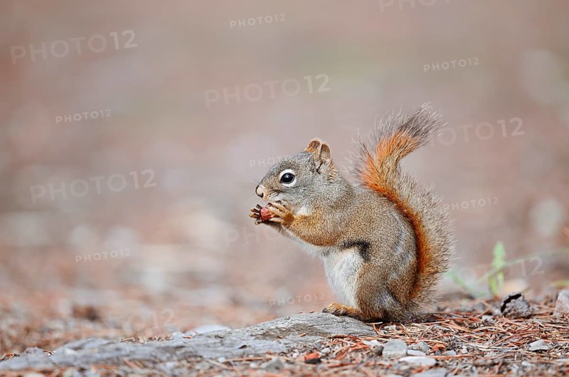 American red squirrel (Tamiasciurus hudsonicus) sits feeding on the forest floor, Jasper National Park, Alberta, Canada, North America