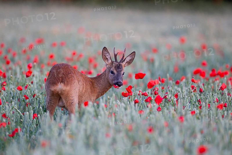 Roe deer (Capreolus capreolus) adult male buck feeding in a farmland wheat field with flowering poppy flowers, Suffolk, England, United Kingdom, Europe