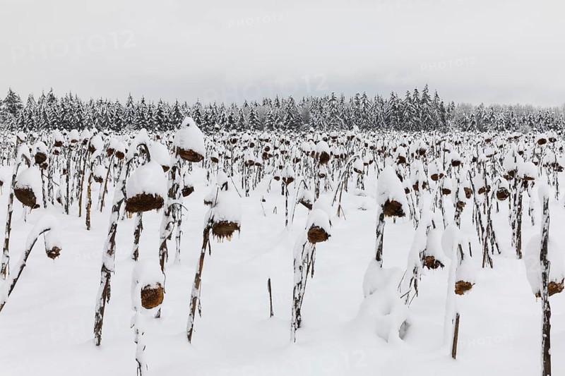 Sunflower field in the snow (Helianthus annuus), winter, Göggingen, Krauchewies, Upper Danube Nature Park, Baden-Württemberg, Germany, Europe