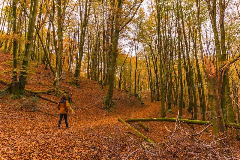 Lifestyle, a young brunette in a yellow jacket walking along the forest path in autumn. Artikutza Forest in San Sebastián, Gipuzkoa, Basque Country. Spain