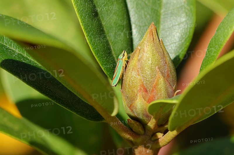 Rhododendron (Rhododendron) leafhopper (Graphocephala fennahi) sitting on flower bud of a rhododendron, Wilden, North Rhine-Westphalia, Germany, Europe