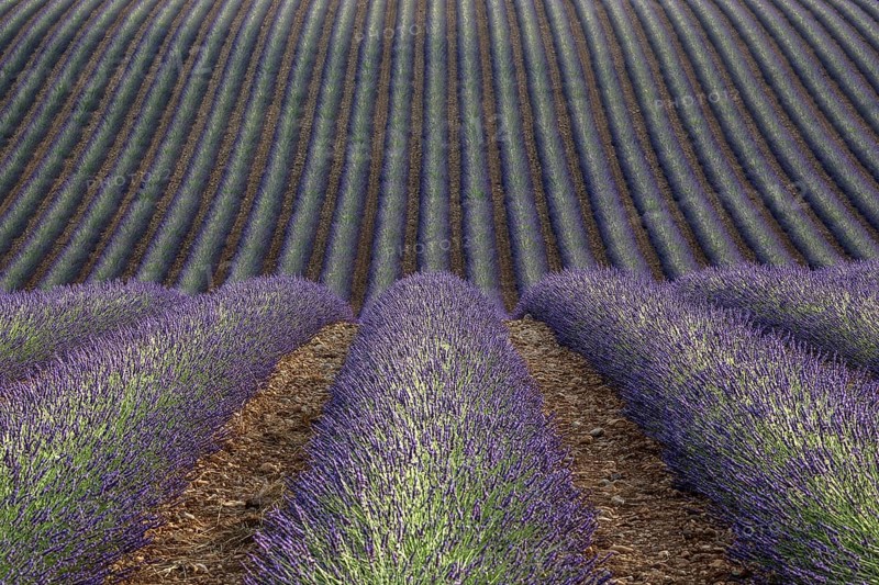 Wavy lavender field, flowering true lavender (Lavandula angustifolia), D56, between Valensole and Puimoisson, Plateau de Valensole, Provence, Provence-Alpes-Cote d Azur, South of France, France, Europe