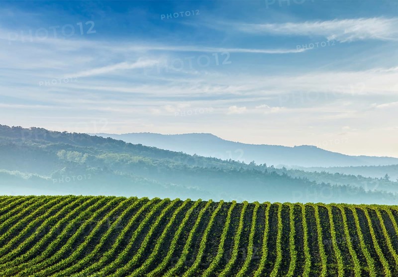 Panorama of furrows with sprouts in rolling ploughed fields of Moravia, Czech Republic, Europe