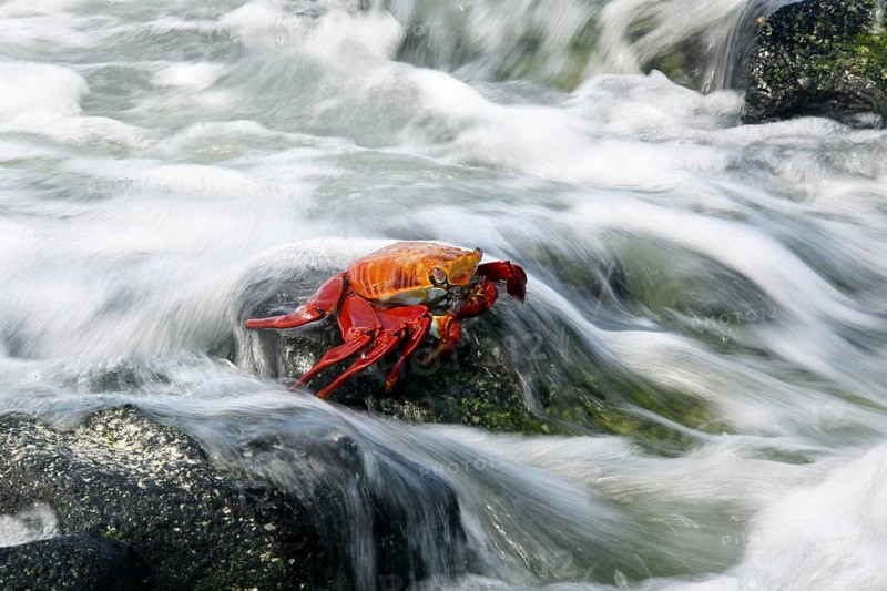 Sally lightfoot crab (Grapsus grapsus), red rock crab, abuete negro in the surf, Las Bachas Bay on Santa Cruz island, Galápagos Islands, Ecuador, Latin America, South America