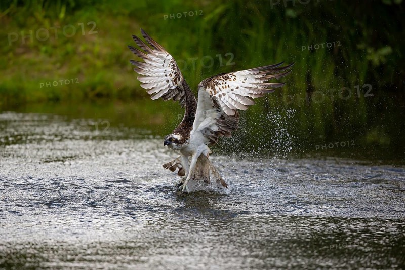 Western osprey (Pandion haliaetus) fishing, Finland, Europe