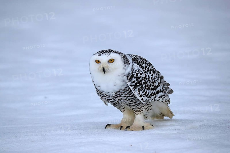 Snowy owl (Nyctea scandiaca), snowy owl, adult, alert, in the snow, foraging, in winter, Bohemian Forest, Czech Republic, Europe