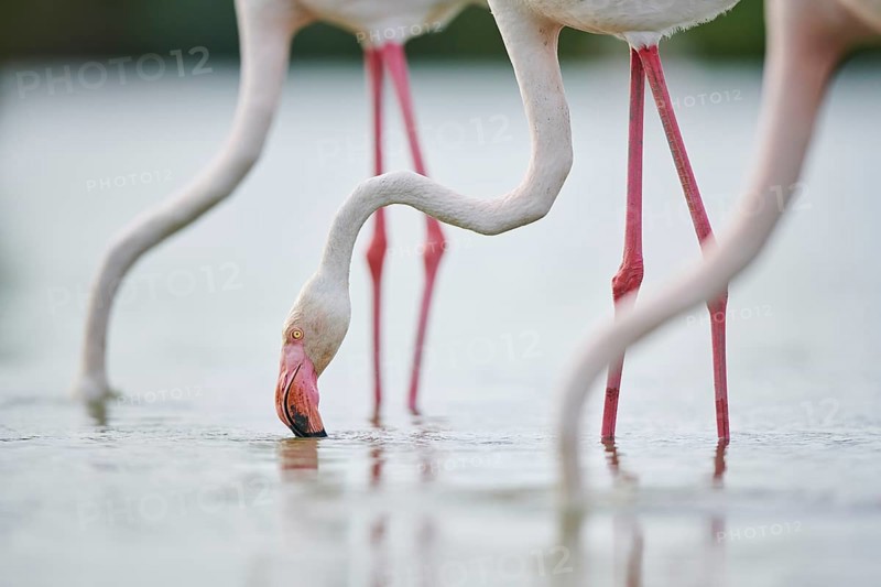 Greater Flamingos (Phoenicopterus roseus) standing in the water, portrait, Parc Naturel Regional de Camargue, France, Europe