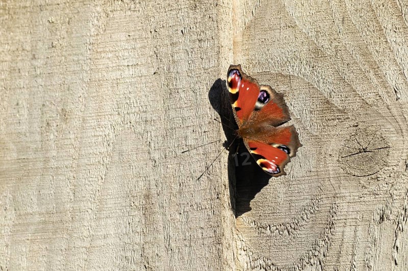Peacock butterfly (Aglais io) adult resting on a garden fence, Suffolk, England, United Kingdom, Europe
