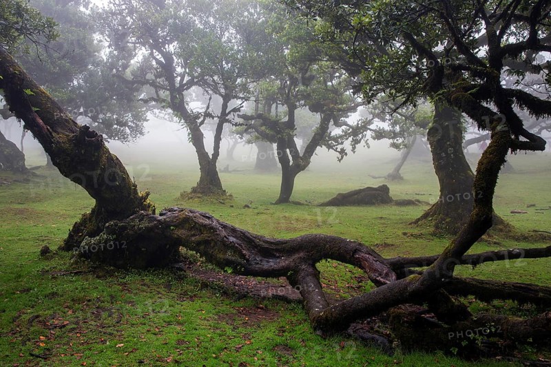 Laurel trees overgrown with moss and plants in the mist, old laurel forest (Laurisilva), stinkwood (Ocotea foetens), UNESCO World Heritage Site, Fanal, Madeira, Portugal, Europe