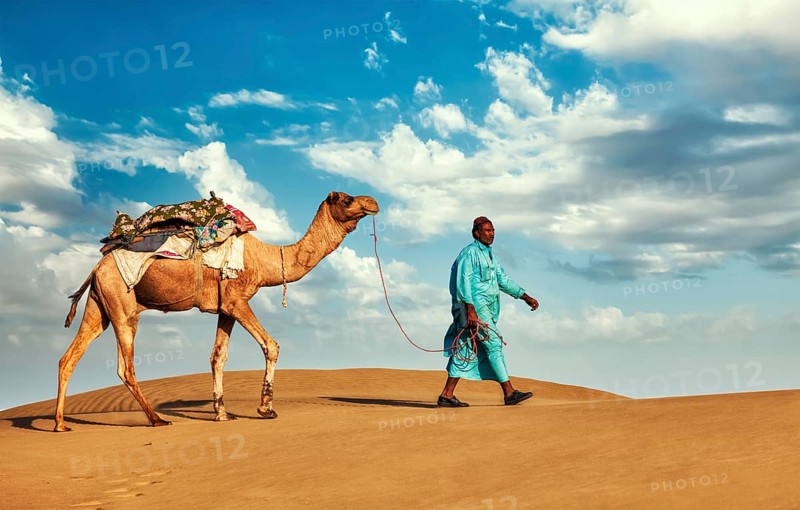 Rajasthan travel background, Indian cameleer (camel driver) with camels in dunes of Thar desert. Jaisalmer, Rajasthan, India, Asia