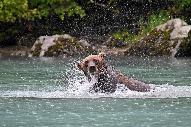 Brown bear (Ursus arctos) hunting for salmon in the water, Lake Clark National Park, Alaska