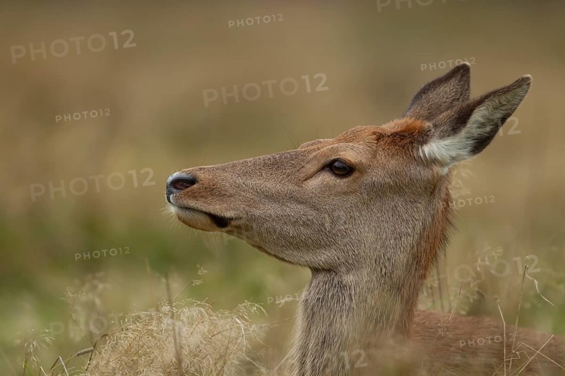 Red deer (Cervus elaphus) adult female hind animal portrait, Surrey, England, United Kingdom, Europe