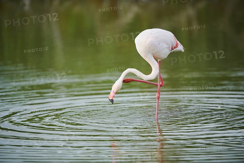 Greater Flamingo (Phoenicopterus roseus) standing in the water, Parc Naturel Regional de Camargue, France, Europe