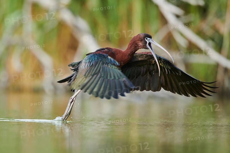 Glossy ibis (Plegadis falcinellus) cleaning its feathers in the water shaking its wings, Camargue, France, Europe