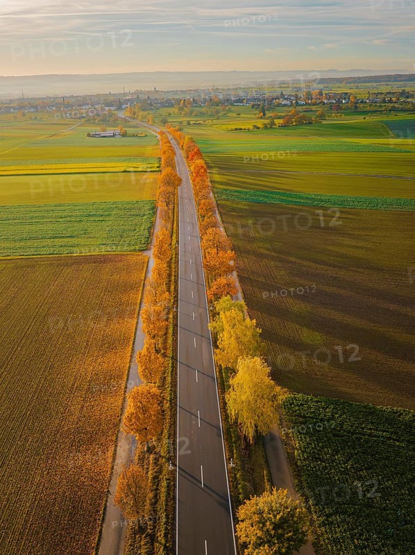 Aerial view of an avenue at sunrise in autumn, Herrenberg, Germany, Europe