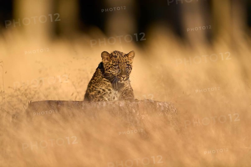 Indian leopard (Panthera pardus fusca), young animal on tree trunk in meadow