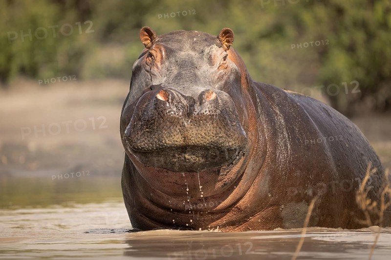 Hippo (Hippopotamus amphibius) portrait. Front view of the face and head. Animal is standing in water. Okavango Delta, Botswana, Africa
