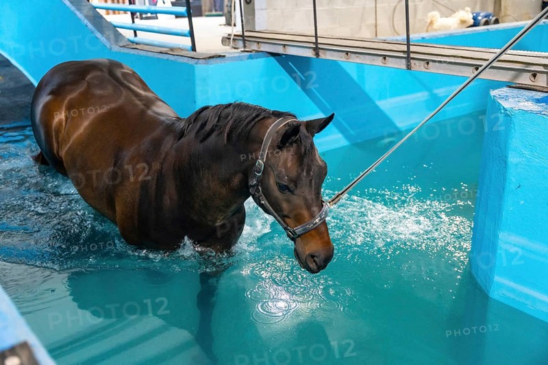 Horse during aqua therapy in a pool tied with a rope