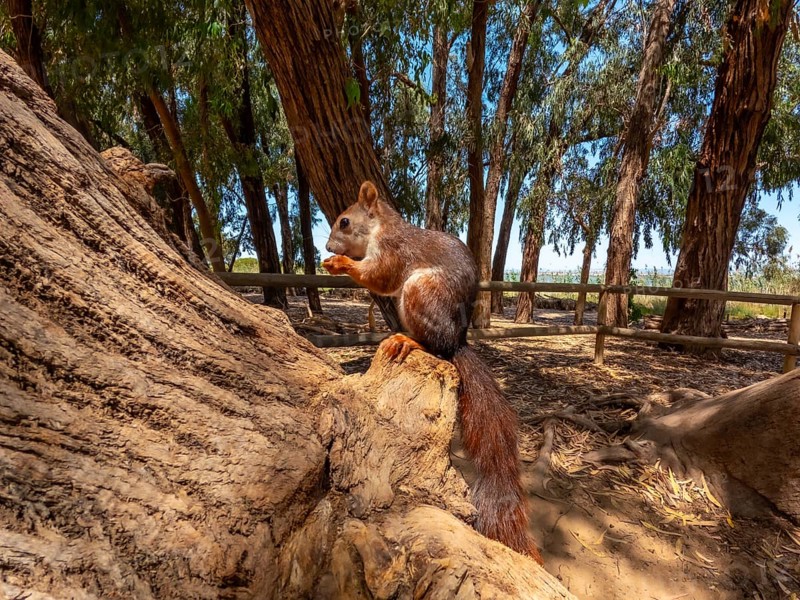 Red squirrel enjoying a meal on a tree trunk in a sunny natural park, surrounded by eucalyptus trees