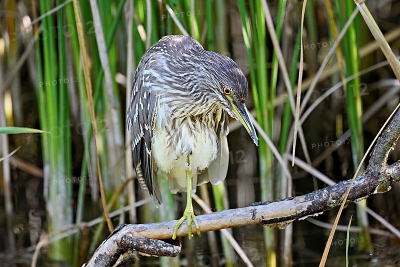Night heron (Nycticorax nycticorax), young bird sitting on a branch, Canton of Neuchâtel, Switzerland, Europe