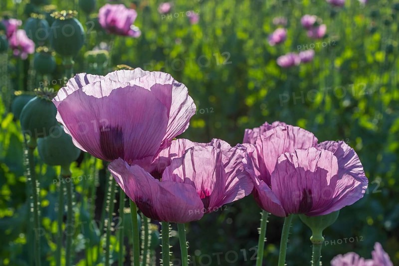 Blue poppy (Papaver somniferum) in a field near Callenberg, Saxony, Germany, Europe