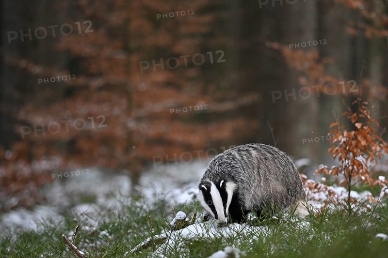 Badger in the snow, Wittlich, Rhineland-Palatinate, Germany, Europe