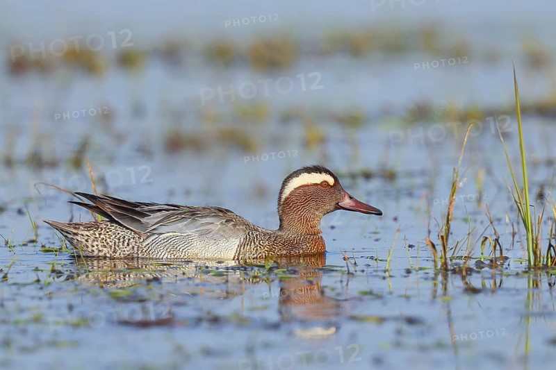 Garganey (Anas querquedula), male in a wet meadow, wildlife, animals, birds, migratory bird, long-distance migrant, Ochsenmoor at Lake Dümmer, swimming duck, wildlife, Hüde, Lower Saxony, Germany, Europe
