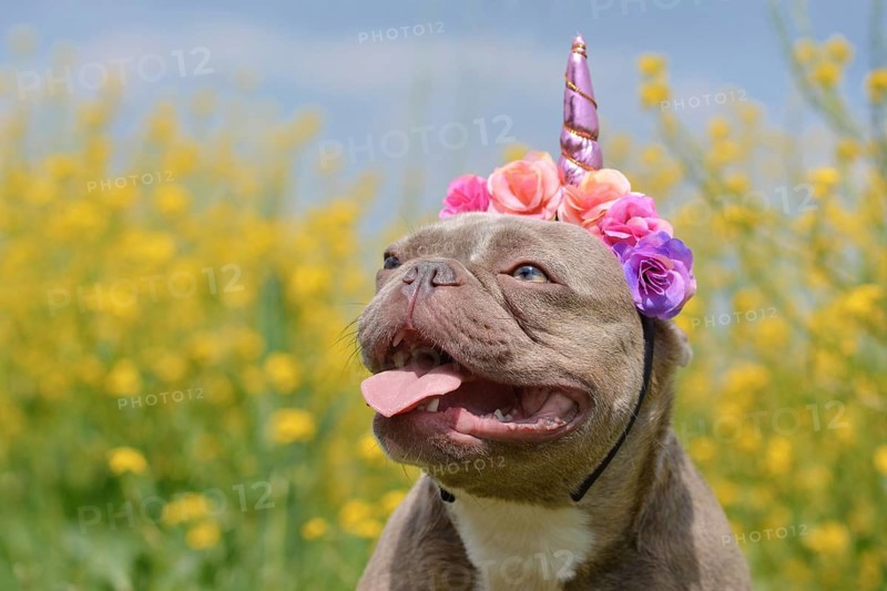 Lilac brindle colored French Bulldog dog with funny pink unicorn headband and tongue sticking out in front of blurry yellow flowers