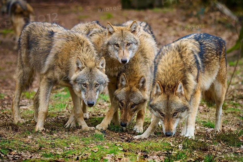 Wolf (Canis lupus), a group of wolves standing vigilantly and attentively together, Germany, Europe