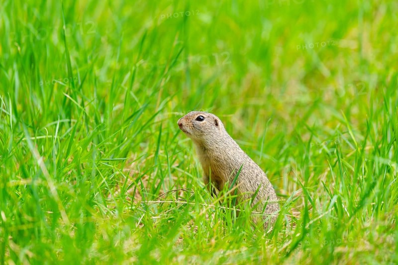 European ground squirrel (Spermophilus citellus) on a meadwo, Bavaria, Germany, Europe