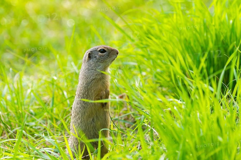 European ground squirrel (Spermophilus citellus) on a meadwo, Bavaria, Germany, Europe