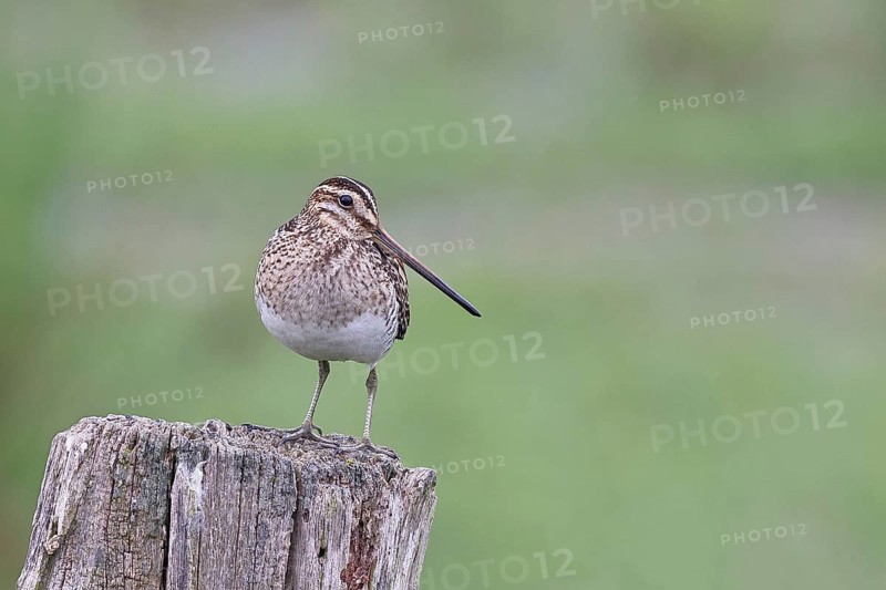 Snipe (Gallinago gallinago), standing on fence posts of a pasture, on moorland, snipe birds, wildlife, nature photography, Ochsenmoor, Naturpark Dümmer See, Hüde, Lower Saxony, Germany, Europe