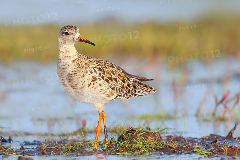 Ruff, (Philomachus pugnax), female stands on a moorland looking for food, Wildlife, Animals, Birds, Snipe family, Spring, Hüde, Ochsenmoor, Dümmer See, Hüde, Lower Saxony, Germany, Europe