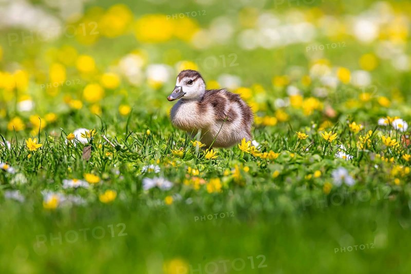 Chicks of the Nile Goose (Alopochen aegyptiaca) freshly hatched, park in spring with spring flowers. Stuttgart, Baden-Württemberg, Germany, Europe
