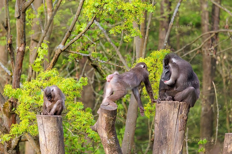 Three Drills (Mandrillus leucophaeus), a male and two females, sit high up on the three stumps of a cut tree and enjoy the early sunlight. A green forest can be seen in the background