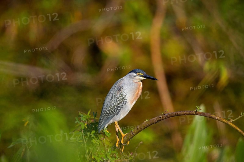Mongrove Heron (Butorides striatus) Pantanal Brazil