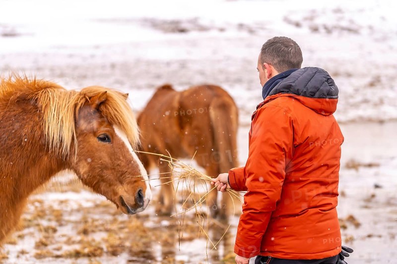 A man feeding horses in winter in Iceland