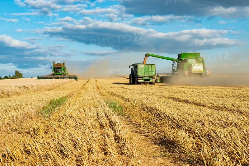 Combine harvester harvesting wheat and unloading grain onto tractor with trailer, endless cornfield, blue sky with cumulus clouds, Saalekreis, Saxony-Anhalt, Germany, Europe