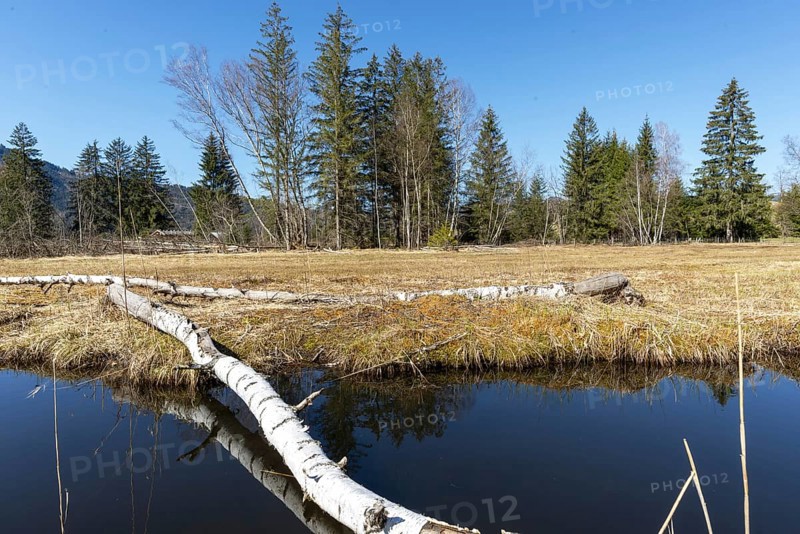 Felled tree trunk bitten by beavers (Castor fibre), beaver bite, moor pond near Oberstdorf, Oberallgäu, Allgäu, Bavaria, Germany, Europe