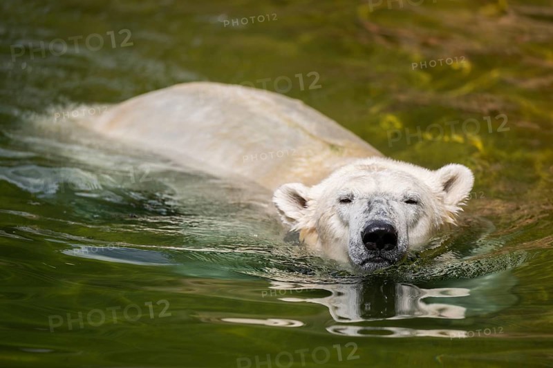 Polar bear (Ursus maritimus) swimming in the water, captive, Germany, Europe