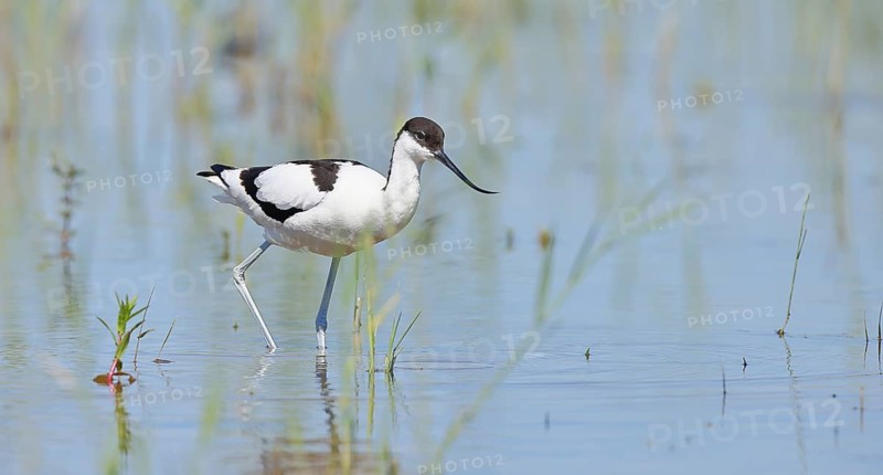 Avocet (Recurvirostra avosetta) adult wader standing in shallow water, Wildlife, Lake Neusiedl-Seewinkel National Park, Burgenland, Austria, Europe