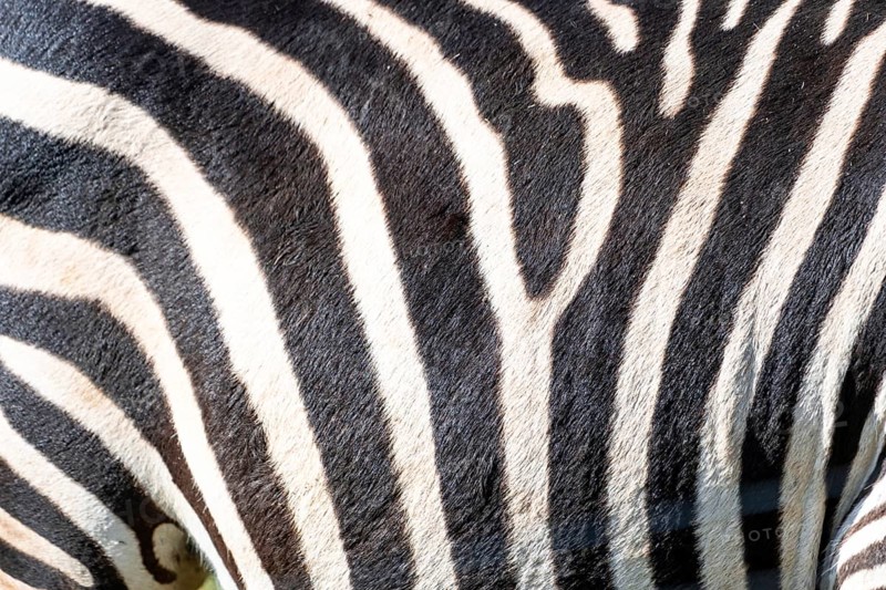 The zebra's stripes are black and white. The stripes are very close together, and the zebra's skin is very thick