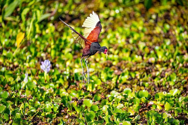 Red-fronted leaflet (Jacana jacana) Pantanal Brazil