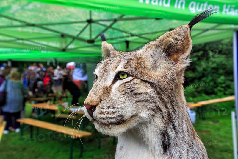 Stuffed lynx (Lynx), exhibit, taxidermy, detail, head portrait, Shepherd and Herding Festival 2017, Amelungsborn Monastery, Negenborn, Lower Saxony, Germany, Europe