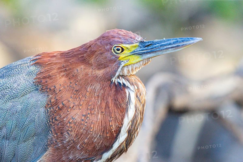 Rufescent tiger heron (Tigrisoma lineatum) Pantanal Brazil